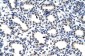 POP4 antibody - C-terminal region